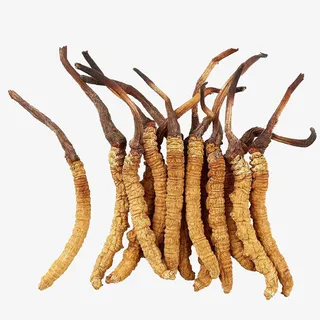 一堆虫草 冬虫夏草免抠