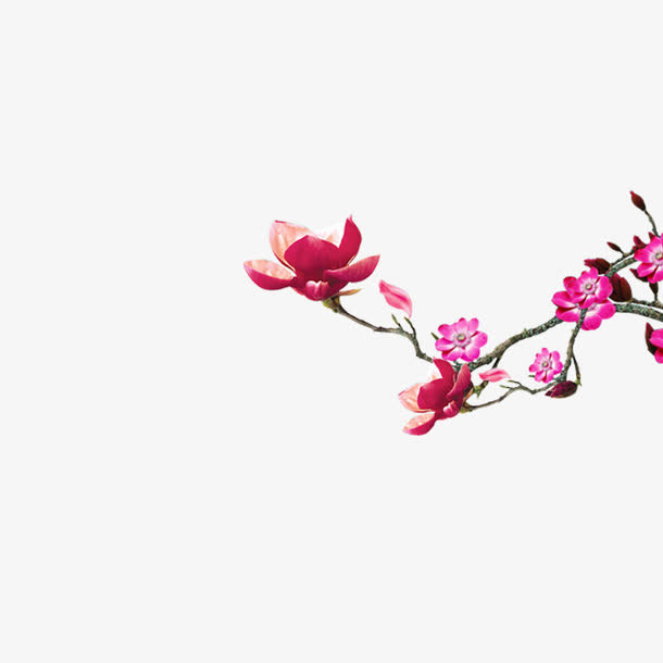 中秋花免抠