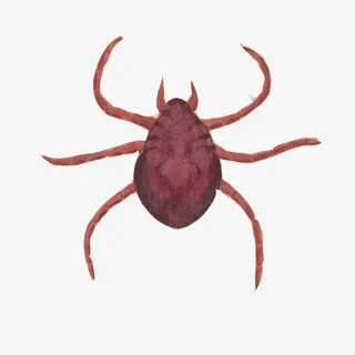 跳蚤水彩画素材图片免抠