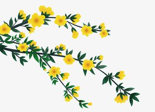 春天黄色迎春花免抠