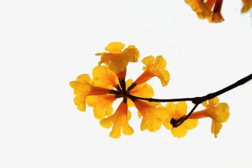 黄色铃兰免抠