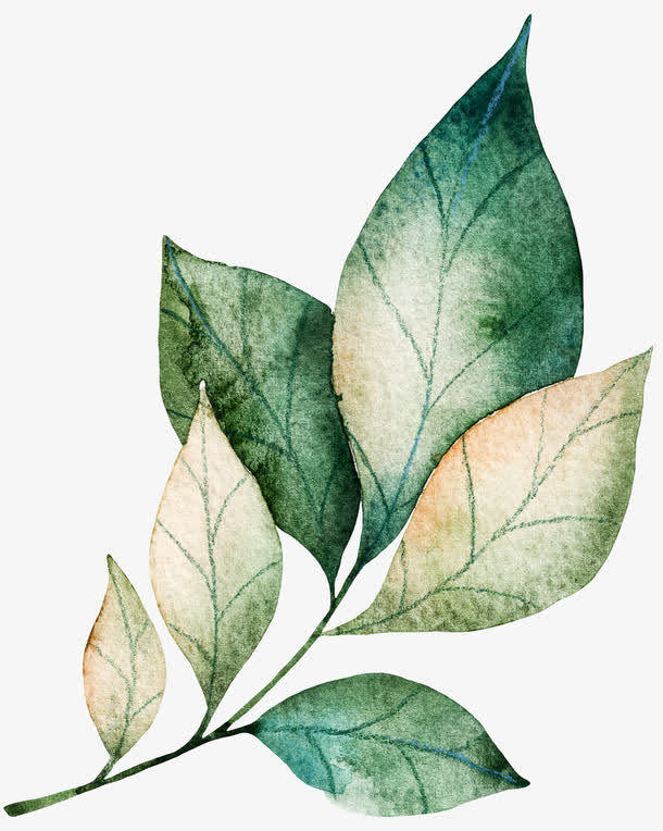 水彩手绘植物装饰图案免抠