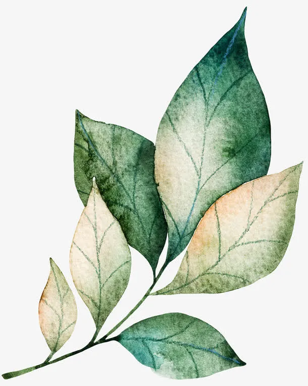 水彩手绘植物装饰图案免抠