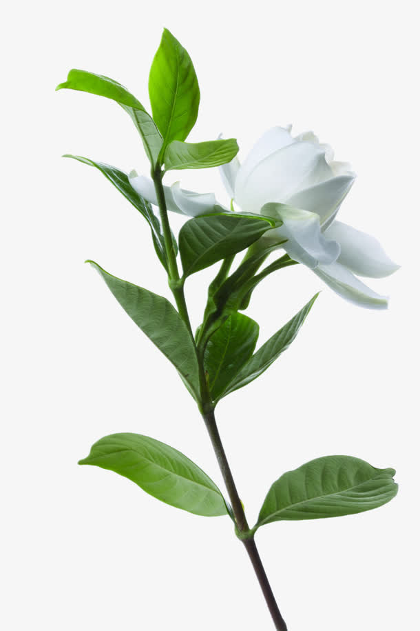 花免抠