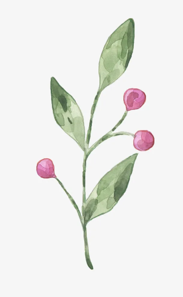 树叶上的花骨朵免抠