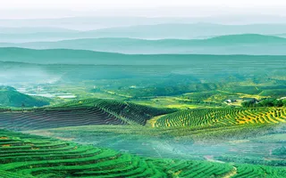 俯瞰清新大自然茶田免抠