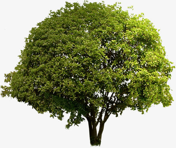 春天黄色景观植物树林免抠