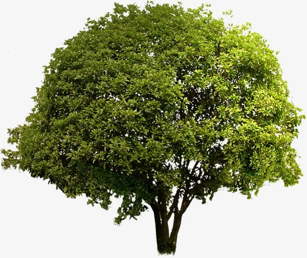 春天黄色景观植物树林免抠