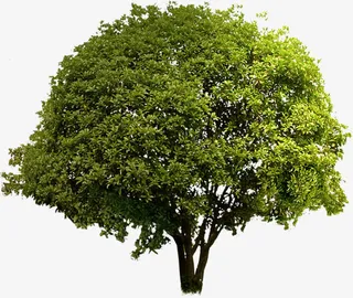 春天黄色景观植物树林免抠