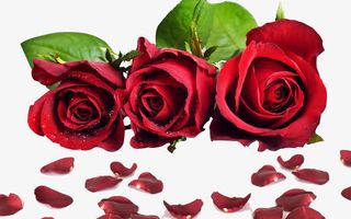 红色玫瑰花免抠