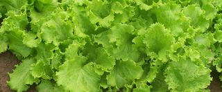 绿色蔬菜背景高清