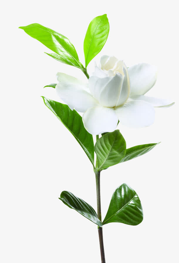白色纯洁栀子花开免抠