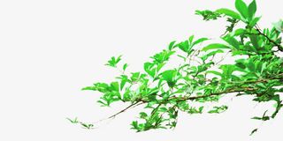 绿色的树枝免抠