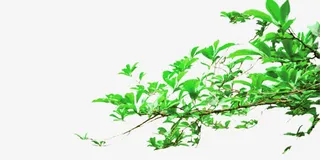 绿色的树枝免抠