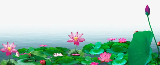中国风荷叶荷花免抠