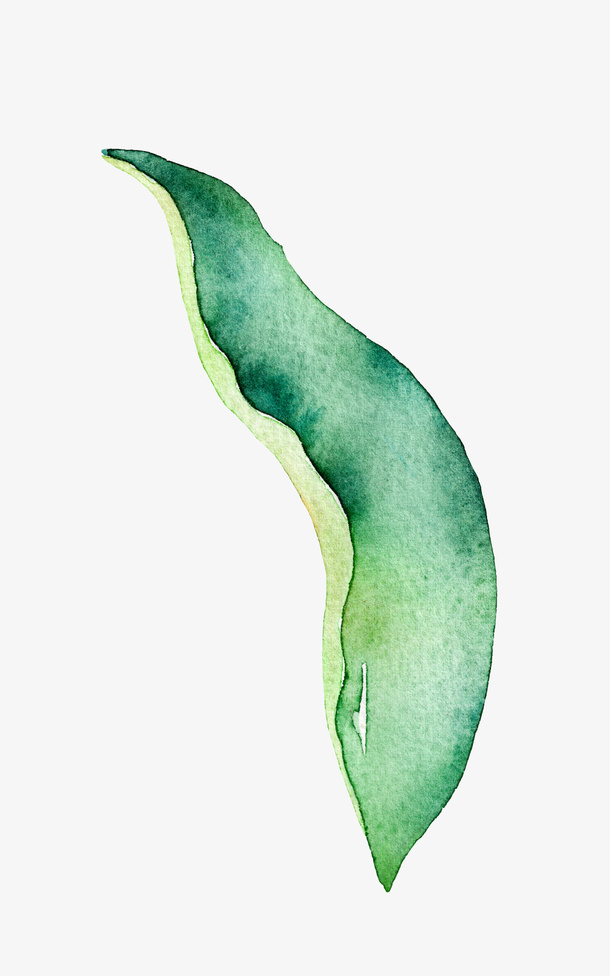 高清免抠手绘水彩花卉叶子素材免抠
