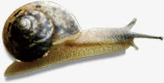 春天蜗牛动物装饰免抠