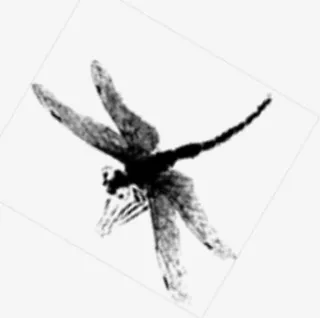 水墨蜻蜓免抠