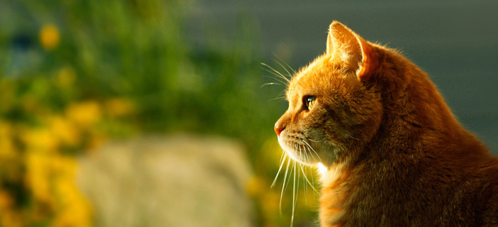 可爱猫咪背景图高清