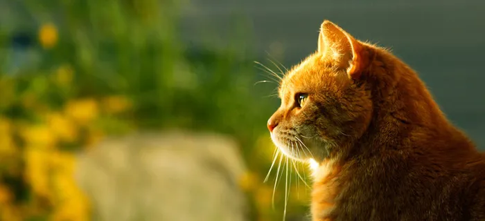 可爱猫咪背景图高清