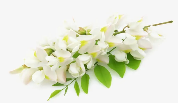 一支槐花免抠