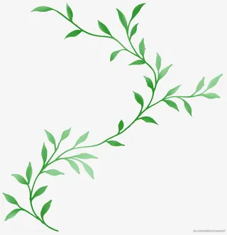 绿色的含羞草叶子免抠