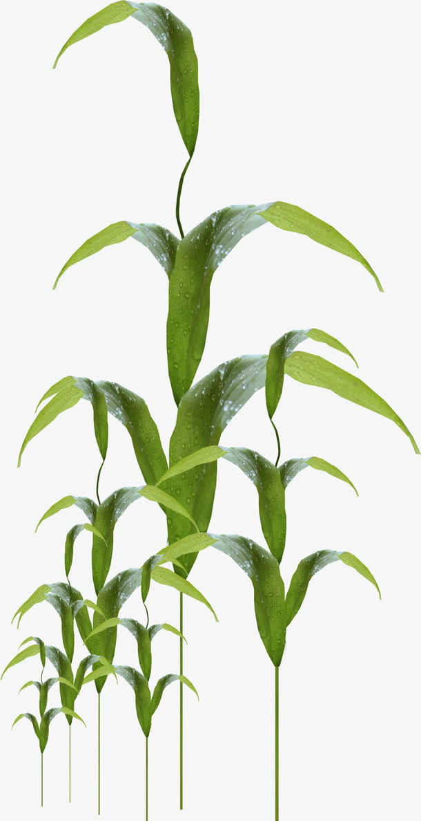 露水植物高清唯美免扣素材模板免抠