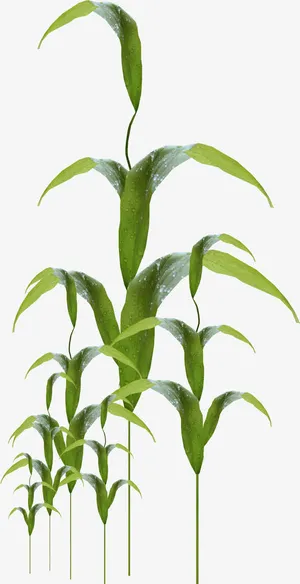 露水植物高清唯美免扣素材模板免抠 露水植物高清唯美免扣素材模板免抠