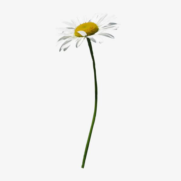 唯美鲜花免抠
