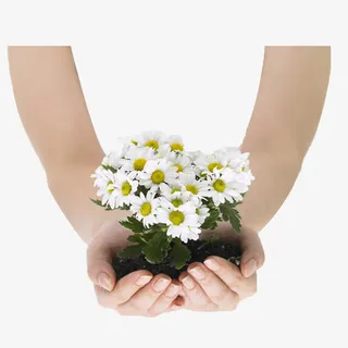 白色小雏菊免抠