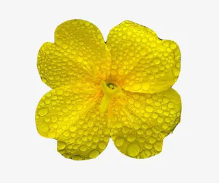 带水滴的月见草图片素材免抠