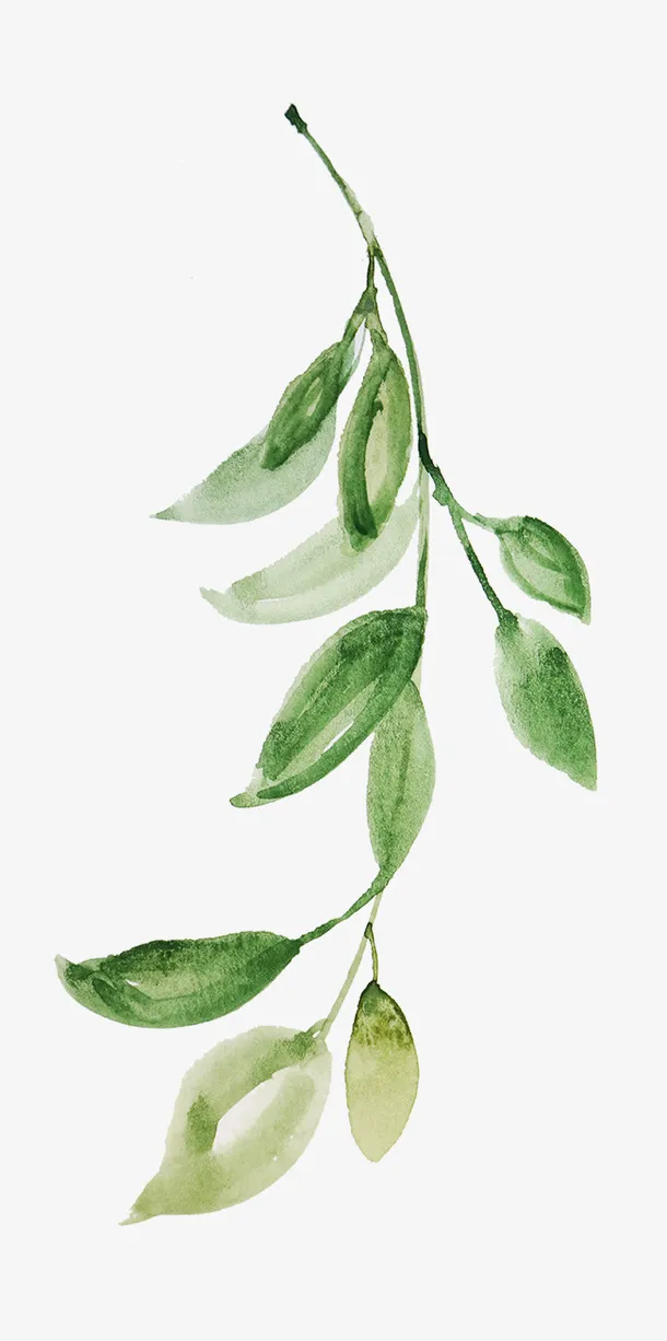 叶子，树枝，植物，绿色免抠