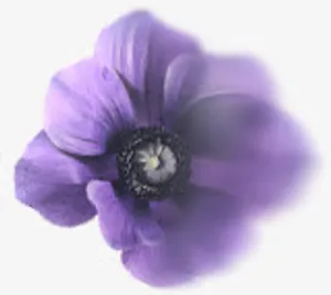 蓝色漂浮花瓣png素材免抠