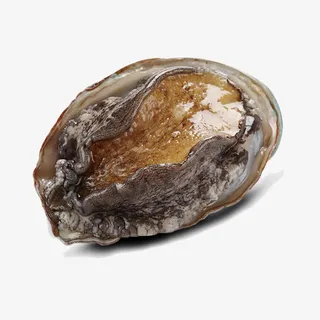 深海野生鲜冻鲍鱼免抠 深海野生鲜冻鲍鱼免抠