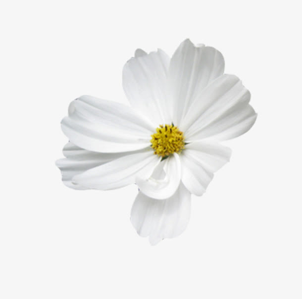 白色的花免抠