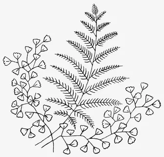 银杏叶和松叶免抠