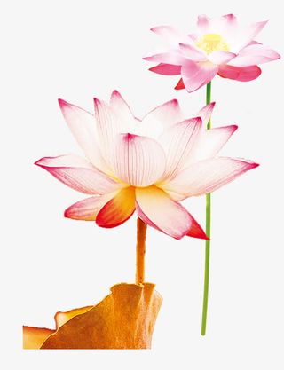 莲花荷花免抠