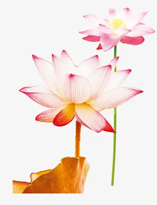 莲花荷花免抠