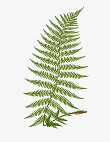 手绘鹰蕨免抠