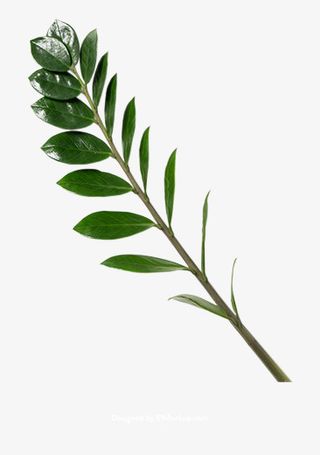 树枝叶子可以做阴影免抠