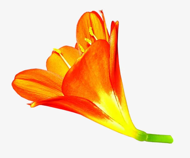 抽象鲜花图片素材花束图片免抠