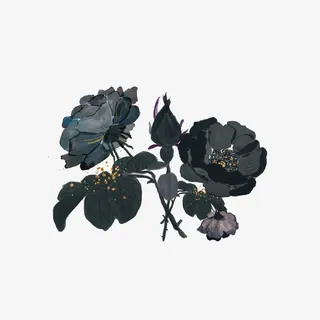 手绘黑色玫瑰免抠