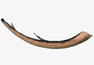 一根树枝卡通插画免抠