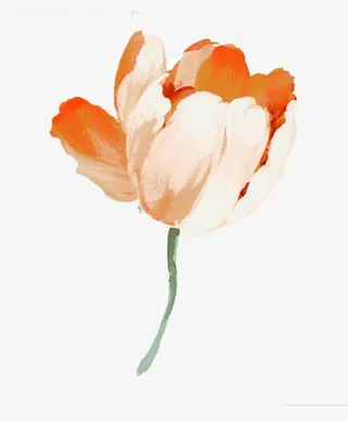 含苞待放的康乃馨免抠