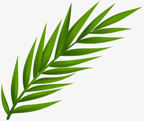 绿色柳叶免扣素材免抠装饰植物元素