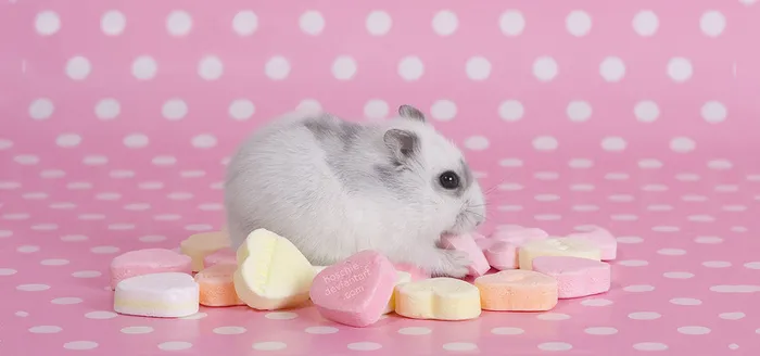 可爱小仓鼠背景图片高清