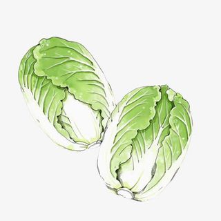 冬季大白菜手绘画素材图片免抠