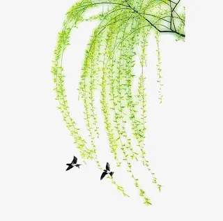 春季的垂柳绿色免抠