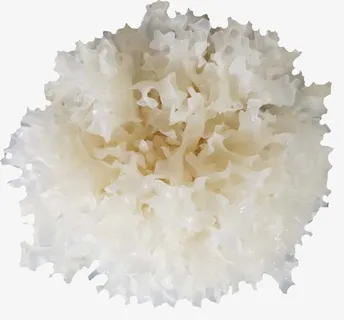 蔬菜类银耳免抠