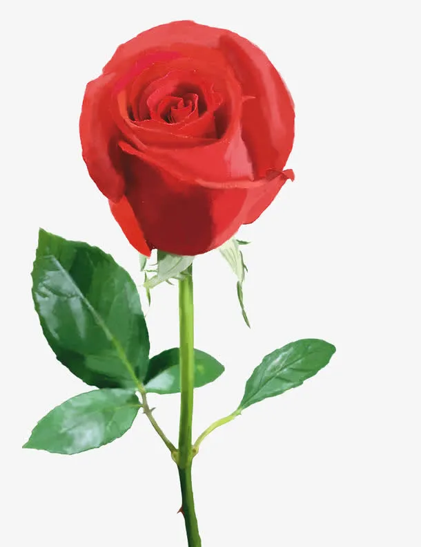 玫瑰花瓣免抠